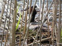 Haubentaucher (Podiceps cristatus) Nest